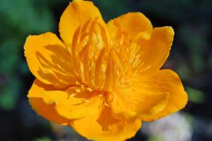 Trollius Golden Queen