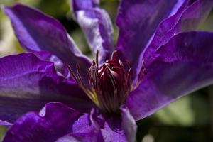 Clematis