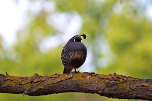 California quail