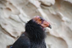 California condor