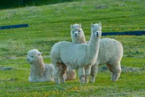 Alpacas