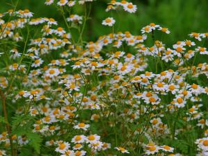 Feverfew