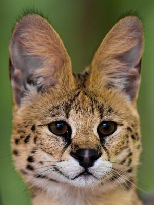 Serval