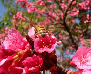 Prunus campanulata