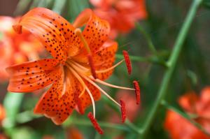 Lilium superbum