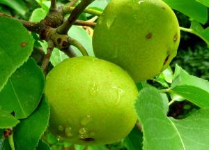 Asian pear