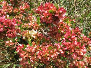 Dodonaea viscosa