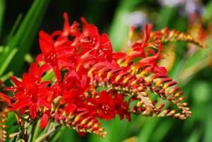 Montbretia