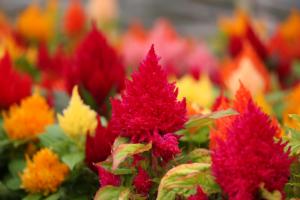 Celosia argentea