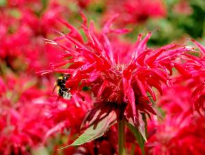 Monarda