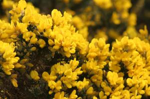 Gorse