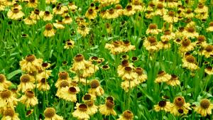 Sneezeweed