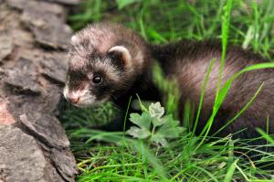 Ferret