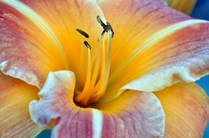 Daylily