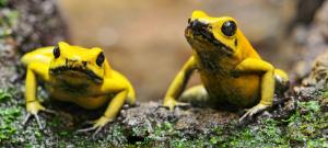 Golden poison frog