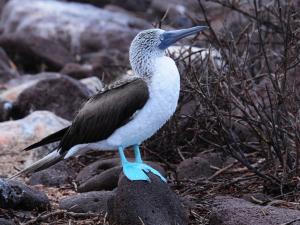 Blue-footed booby