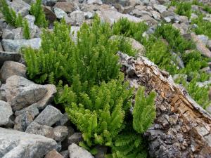 Western maidenhair fern