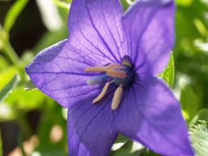 Balloon flower