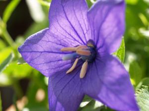 Balloon flower