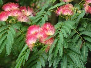 Persian Silk Tree