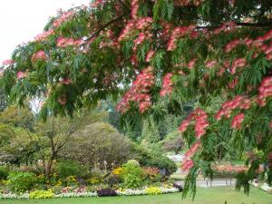 Persian silk tree