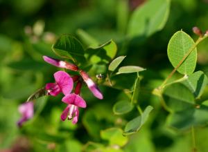 Shrubby bushclover