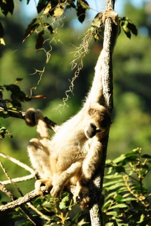 Mono araña muriqui del norte