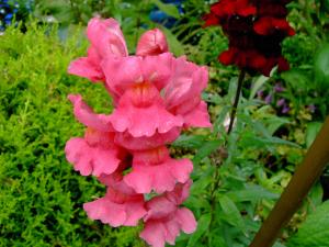 Antirrhinum