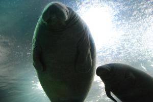 Manatee