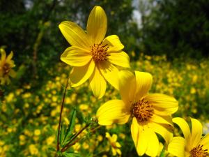 Bidens aristosa