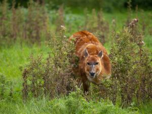 Sitatunga