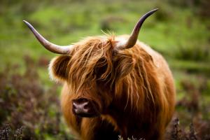 Highland cattle