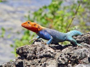 Rainbow agama