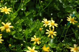 Cineraria saxifraga