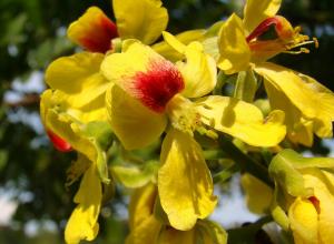 Flor de Pernambuco