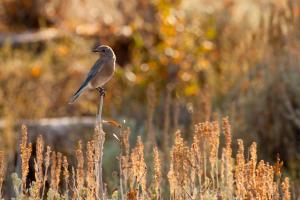 Mountain bluebird