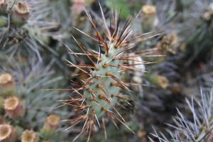 Opuntia phaeacantha