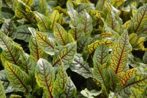 Rumex sanguineus