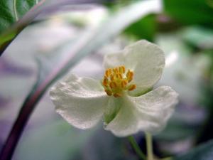 European water-plantain