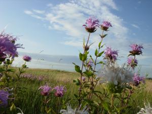 Monarda fistulosa