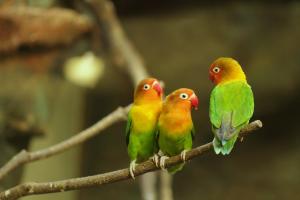 Parakeets