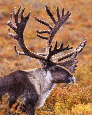 Caribou