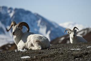 Dall sheep