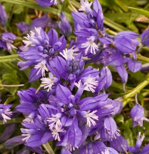 Polygala calcarea