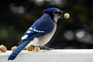 Blue jay