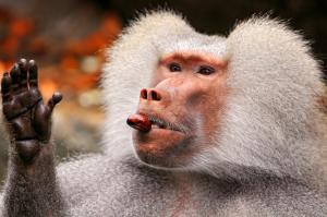 Hamadryas baboon