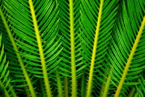 Cycad