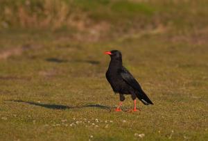 Red-billed chough