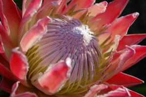 Protea rey