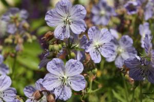 Geranium pratense